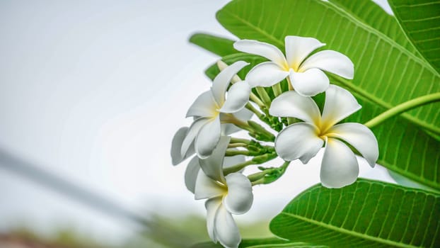 White and yellow Plumeria ( frangipani flowers ) in garden