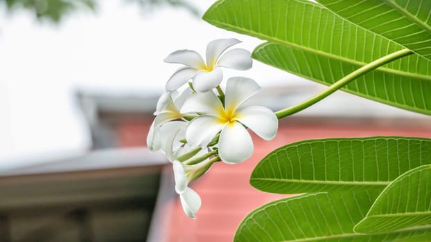 White and yellow Plumeria ( frangipani flowers ) in garden