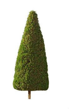 Pyramidal shape cypress tree isolated over white background