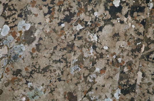 Various types of lichen on a stone, close-up