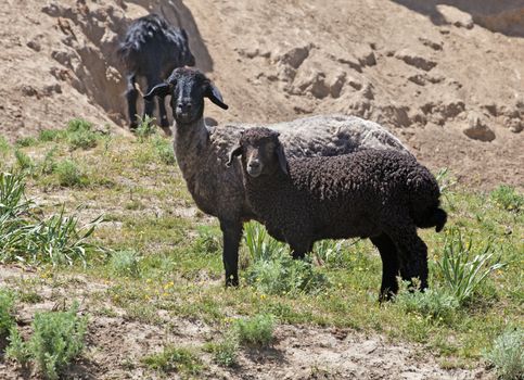 Black sheep on pasture in Nuratau mountains, Uzbekistan