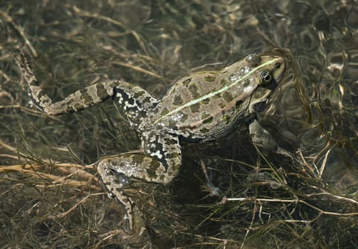 Big green frog swimming in the water