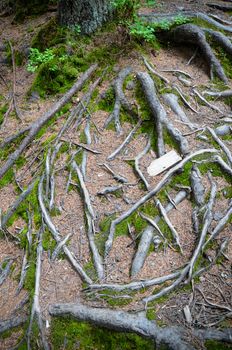 tree roots and moss on the ground in the Carpathian mountains