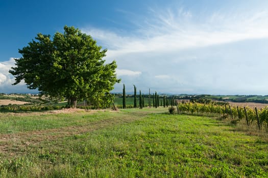 Panoramic view of vineyard and fields against a blue sky