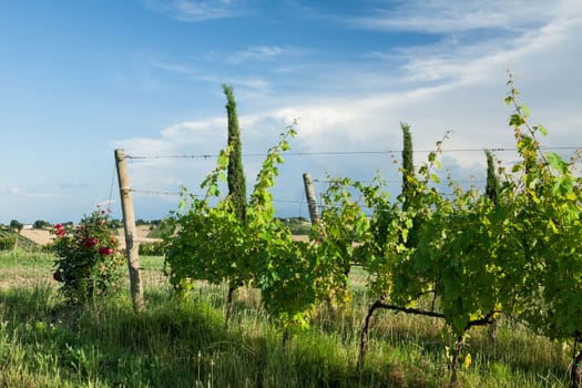 Grapevines in the vineyard against a blue sky