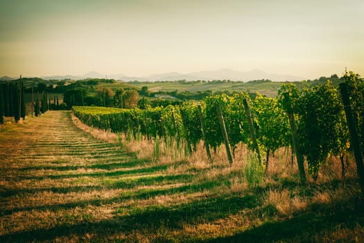 Vineyard fields in vintage style