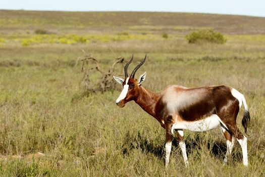 Walking in the field The Bontebok - The Bontebok is a medium-sized, generally dark brown antelope with a prominent, wide white blaze on its face, with a pure white rump, belly and hocks, and black-tipped tail. Both sexes have horns, although the horns of rams are heavier and longer than those of ewes.