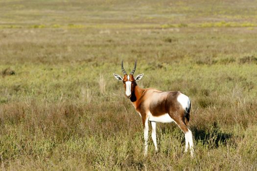 I see you Bontebok - The Bontebok is a medium-sized, generally dark brown antelope with a prominent, wide white blaze on its face, with a pure white rump, belly and hocks, and black-tipped tail. Both sexes have horns, although the horns of rams are heavier and longer than those of ewes.