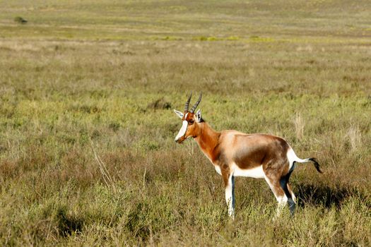 Every Body Needs to be Bontebok -The Bontebok is a medium-sized, generally dark brown antelope with a prominent, wide white blaze on its face, with a pure white rump, belly and hocks, and black-tipped tail. Both sexes have horns, although the horns of rams are heavier and longer than those of ewes.