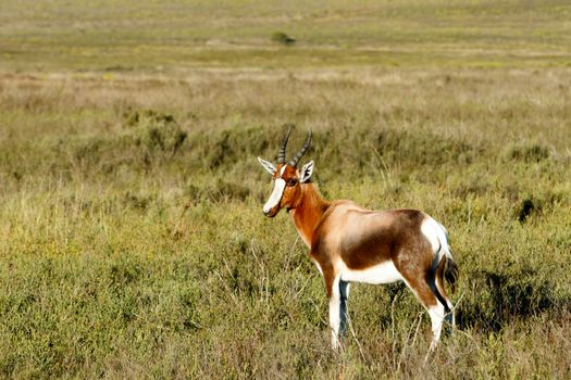Yes i am cute - Bontebok - The Bontebok is a medium-sized, generally dark brown antelope with a prominent, wide white blaze on its face, with a pure white rump, belly and hocks, and black-tipped tail. Both sexes have horns, although the horns of rams are heavier and longer than those of ewes.