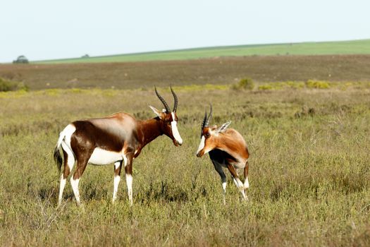 Running Wild The Bontebok - The Bontebok is a medium-sized, generally dark brown antelope with a prominent, wide white blaze on its face, with a pure white rump, belly and hocks, and black-tipped tail. Both sexes have horns, although the horns of rams are heavier and longer than those of ewes.