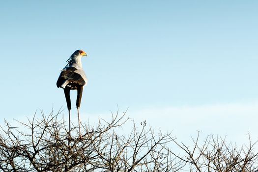 The secretarybird or secretary bird is a very large, mostly terrestrial bird of prey. Endemic to Africa, it is usually found in the open grasslands and savannah of the sub-Saharan region.