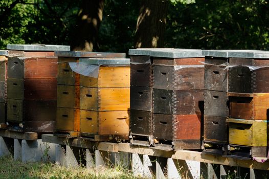 Row of wooden beehives with trees in the background