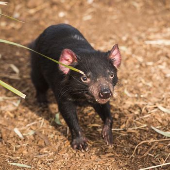 Tasmanian Devil in Hobart, Tasmania during the day.