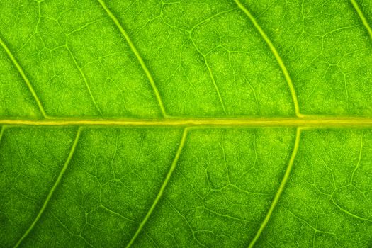 Close up of a green leaf background