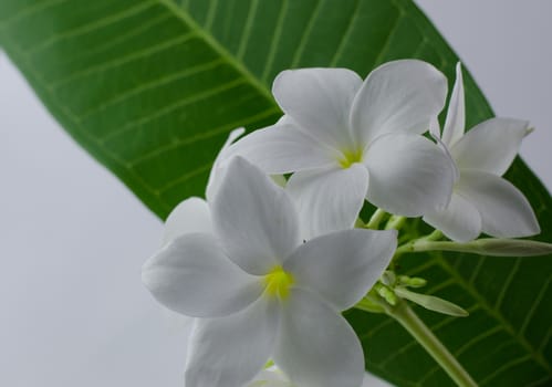 plumeria, nature, pretty aroma, aromatherapy, beautiful, beauty,