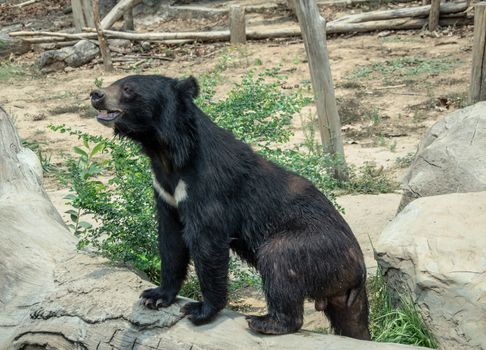 Asiatic black bear