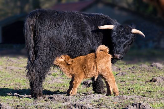 Black Scottish highlander mother cow with drinking newborn calf in spring season