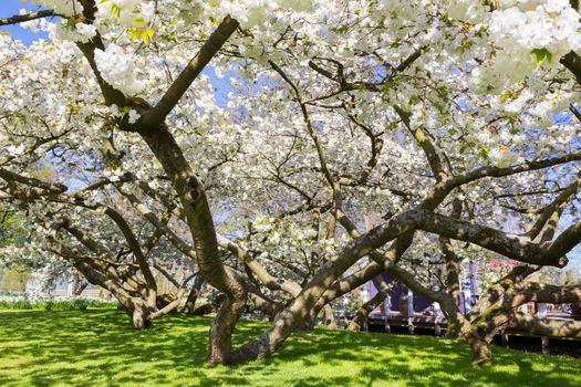 Blossoming trees with white flowers in spring time