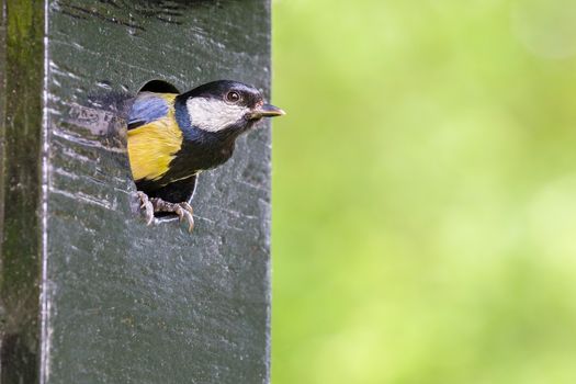 Great tit parent leaving nest box in spring season