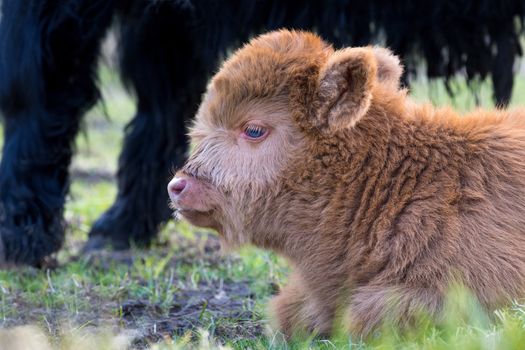 Portrait of resting Brown newborn scottish highlander calf