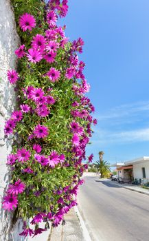Hanging pink spanish daisies on wall near street in greek Kefalonia