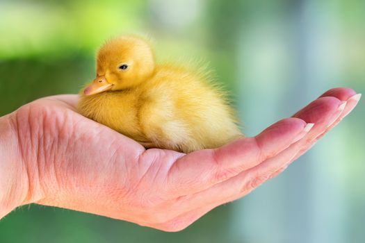 Newborn yellow duckling sitting on female hand