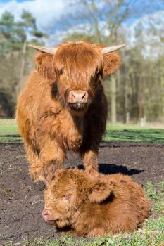 Mother scottish highlander cow standing near newborn brown calf in meadow