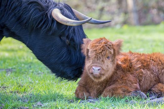Newborn scottish highlander calf with head of mother cow