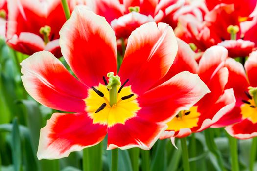 Red white tulip in flowers field in Keukenhof Holland