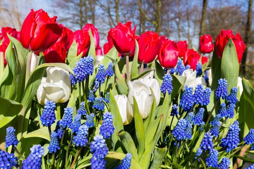 Red white blue tulips and grape hyacinths in spring time