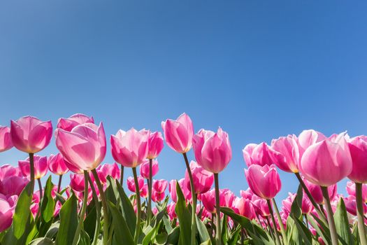 Blooming pink tulips in flowers field with blue sky in spring season