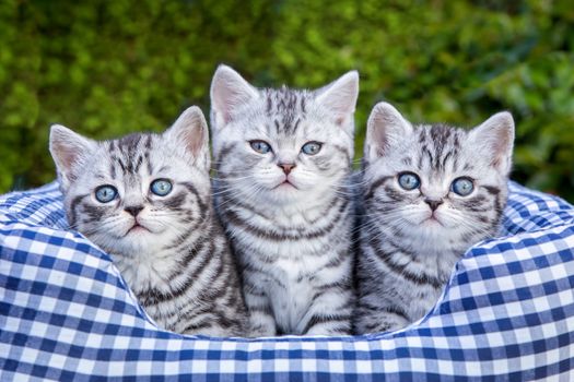 Three young british short hair black silver tabby spotted kittens sitting in checkered basket