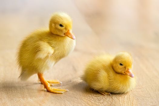 Two newborn yellow ducklings on wooden floor