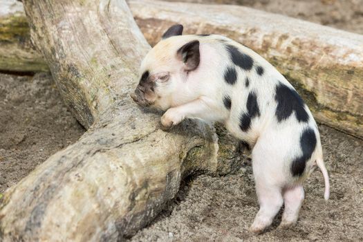 Young black spotted piglet at tree trunk outdoors