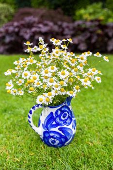 Flowering white chamomile on blue vase in grass