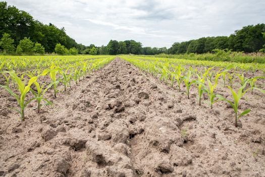 Corn field with rows of maize plants in sandy soil