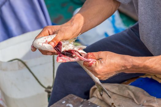 Fisherman removing intestines to prepare fish for food