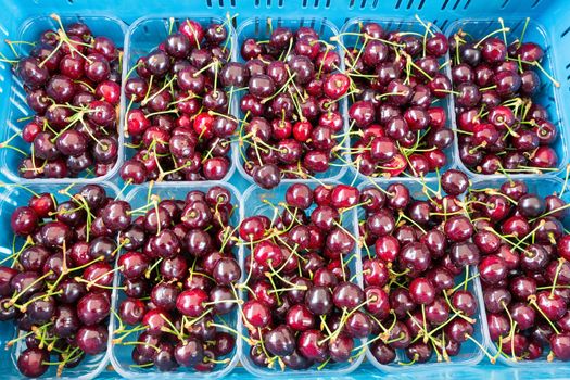 Fruit trays with sweet red cherries in blue crate