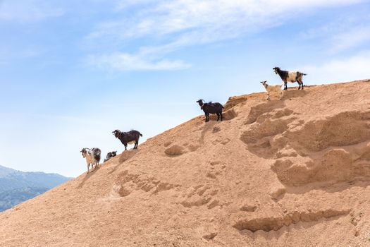 Group of mountain goats standing on sandy hillside