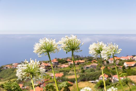 Group of white agapanthus near village at coast