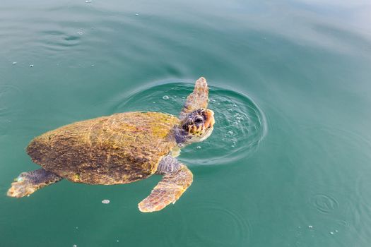 One big swimming sea turtle Caretta in Greece