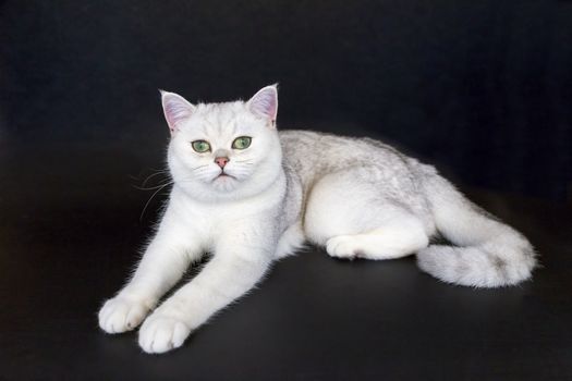 Black silver shaded cat lying on isolated black background