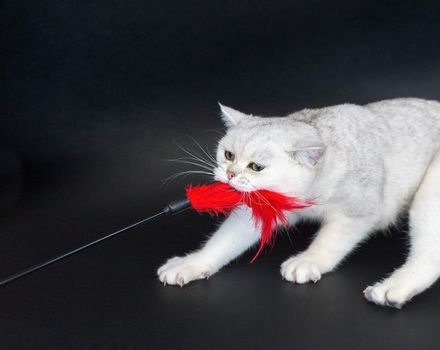 British short hair silver shaded cat playing and pulling red cat toy isolated on black background