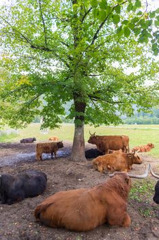 Heard of red haired Scottish highlander cows lying and resting in shade of tree.
