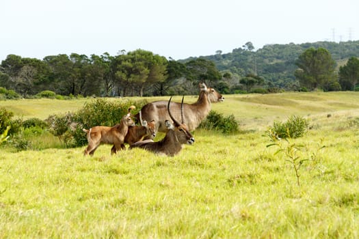 The Family -Waterbuck - Kobus Ellipsiprymnus - The waterbuck is a large antelope found widely in sub-Saharan Africa. It is placed in the genus Kobus of the family Bovidae.