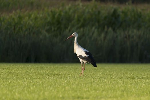 White Stork Ciconia Ciconia in a newly mowed meadow
