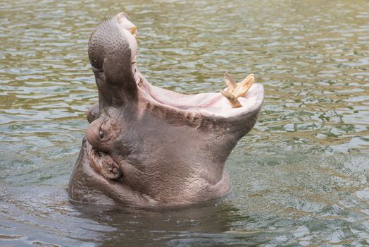 Head of a hippopotamus Hippopotamus amphibius with gaping mouth
