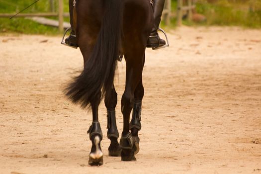 back of horse and rider detail outdoors