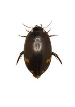 Predaceous Diving Beetle  -  Agabus (Gaurodytes) didymus (Olivier, 1795)